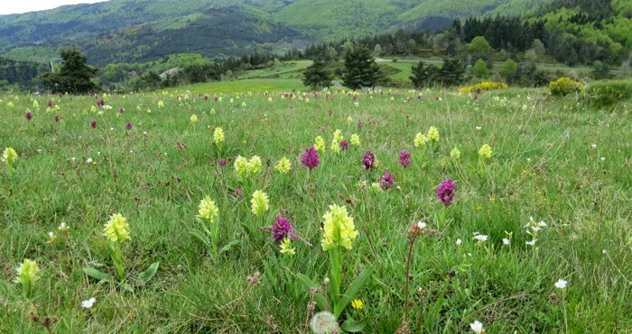 Orchis sureau Orchis sureau
