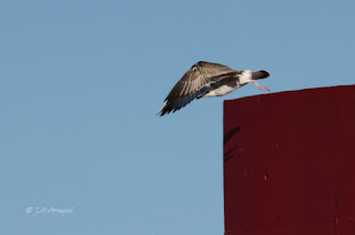 Gaviota cáspica, Larus cachinnans, Caspian gull