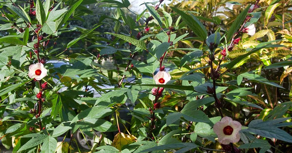 Distinctly Florida Florida Cranberries, aka Jamaican Sorrel or Roselle