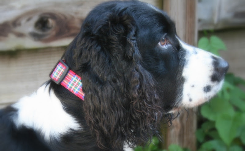 side view of maggie's head, wearing a tartan plaid collar