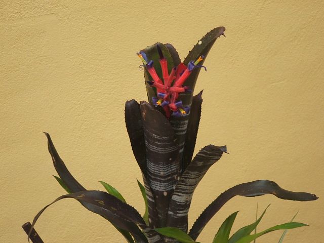 Billbergia dark forest