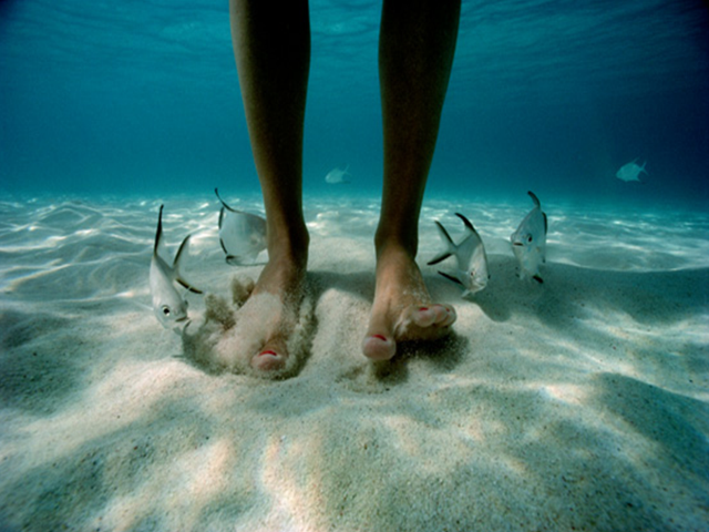 David Doubilet, "lapfishes" (Pececillos falderos)