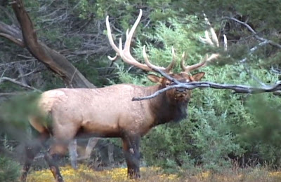 Colburn+and+Scott+Outfitters+AZ+Elk+Images+from+Video+11.jpg