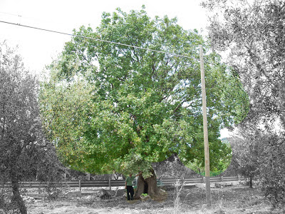 Garganistan Gargano Pistacia terebinthus