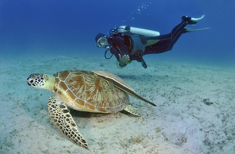 Submariner Diving Center El Nido Diving Spot Beauty of Cebu