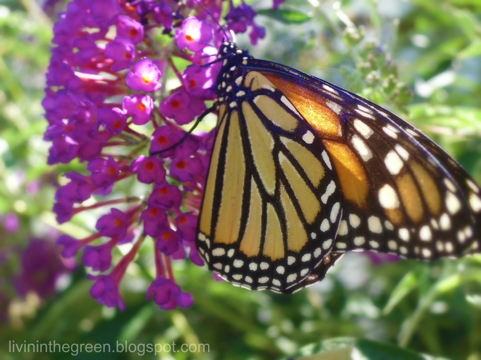Livin' In The Green Attracting Butterflies Plant These and They Will