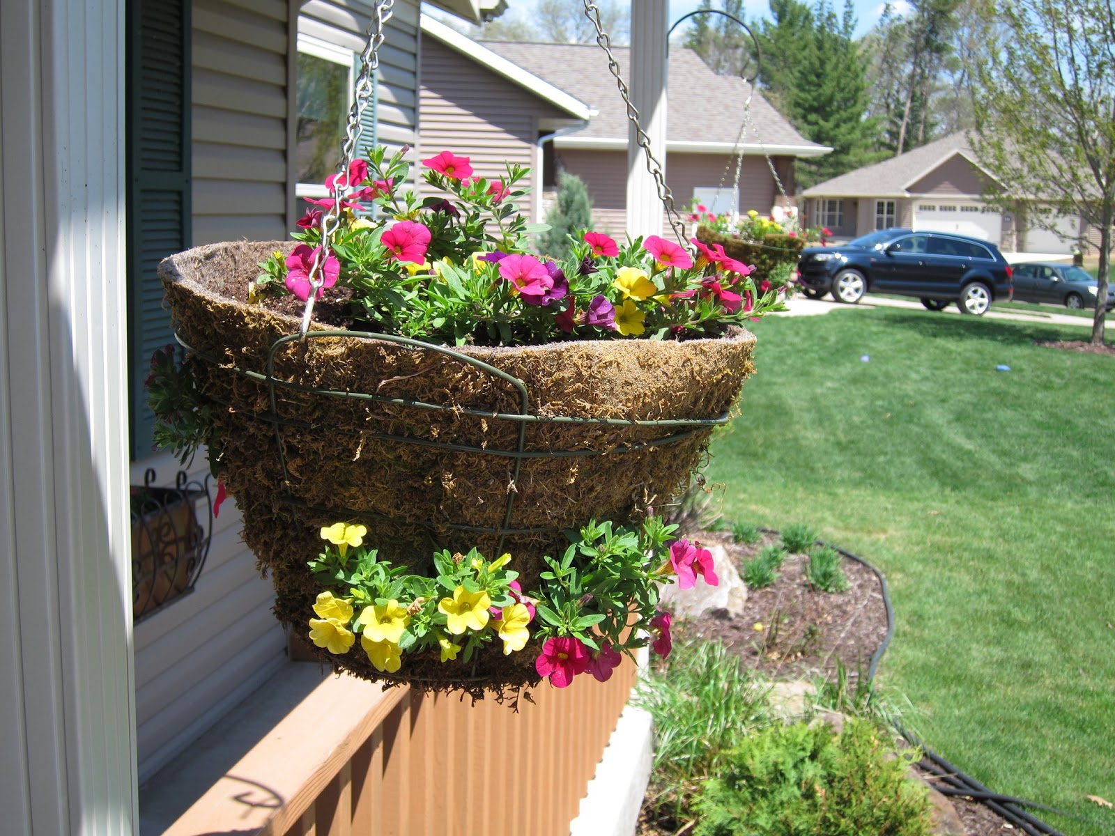 All Sorts of Random Trying Side Planting in My Hanging Baskets