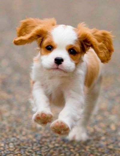 Cute Puppy And Dog Cute Cavalier King Charles Spaniel