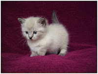 cute white kitten