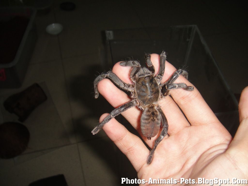 http://2.bp.blogspot.com/-f0z41z4_UYo/TXuOb4Y5o8I/AAAAAAAAAGA/KKWS2KHuIvY/s1600/Photos%2B-%2Bspider%2B_0002.jpg