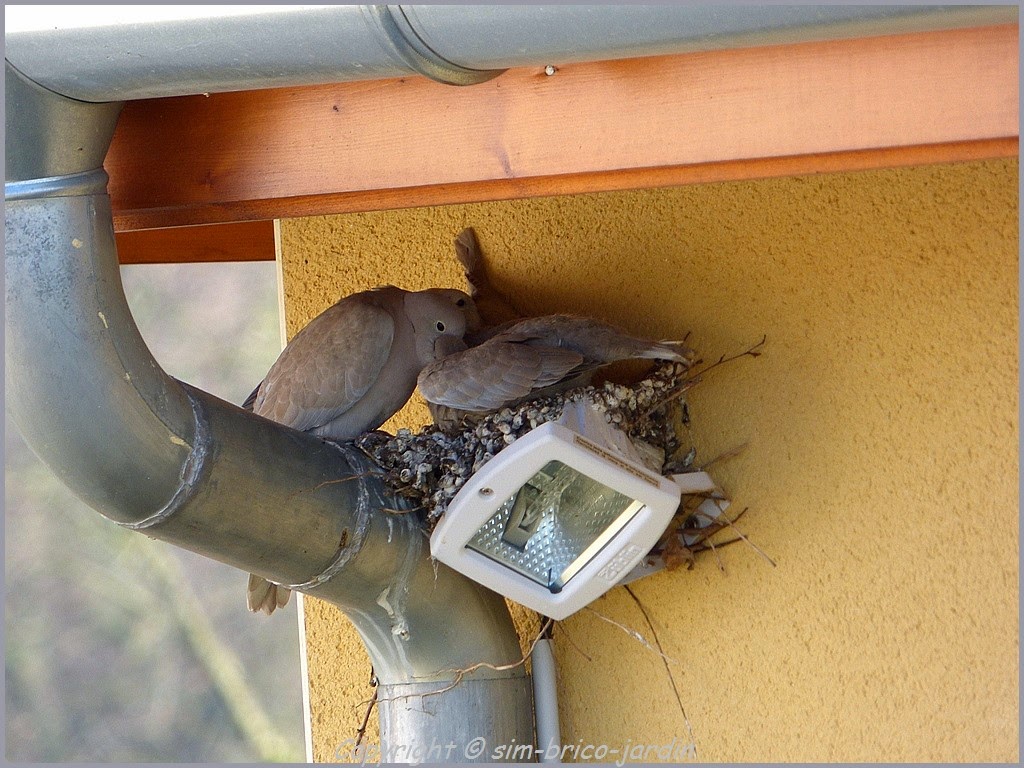 simbricojardin Les bb tourterelles Départ du nid.