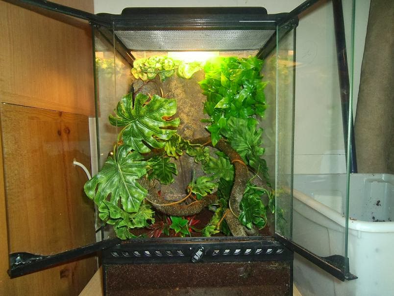 Becky "FairyCraft" My Pygmy Chameleon Tank