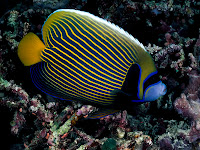 50 HD Underwater Wallpapers Sample 4 50 HD Underwater Wallpapers Sample 4