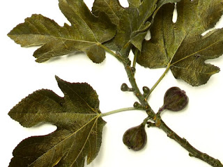Large and small figs on the branch