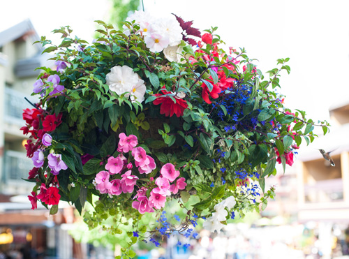 [Image: thanh-pho-day-hoa-cua-dat-nuoc-tuyet-dep-o-canada-8.jpg]