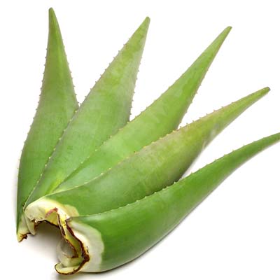 Melissa39;s Produce Blog: Health Benefits of Aloe Vera