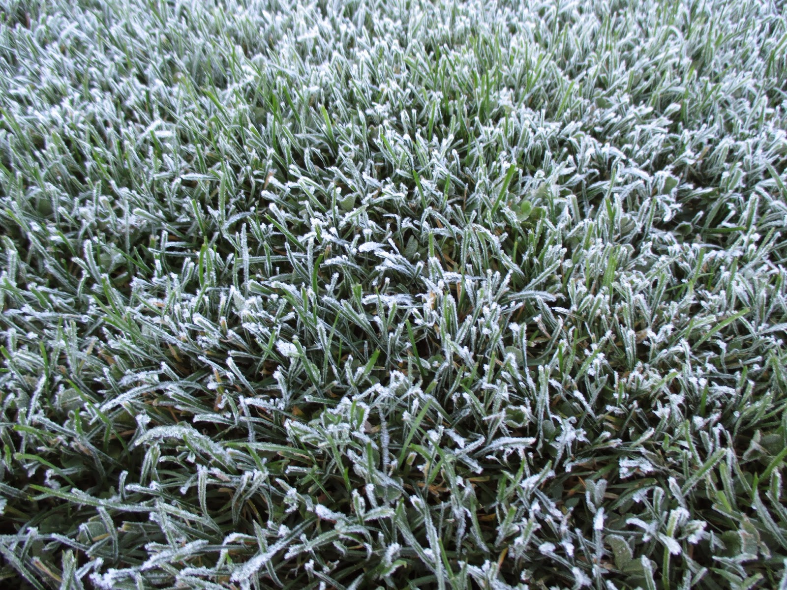 Bottlebrush Buckeye For Shade Gardens Is Aesculus Parviflora