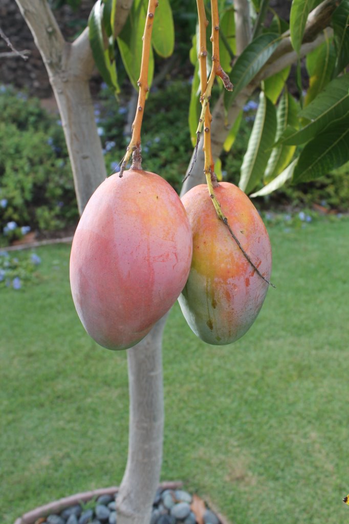 Maui Oceanview Condos Mango harvest