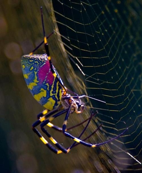 Fotos de arañas más exóticas, extrañas e impresionantes del mundo.