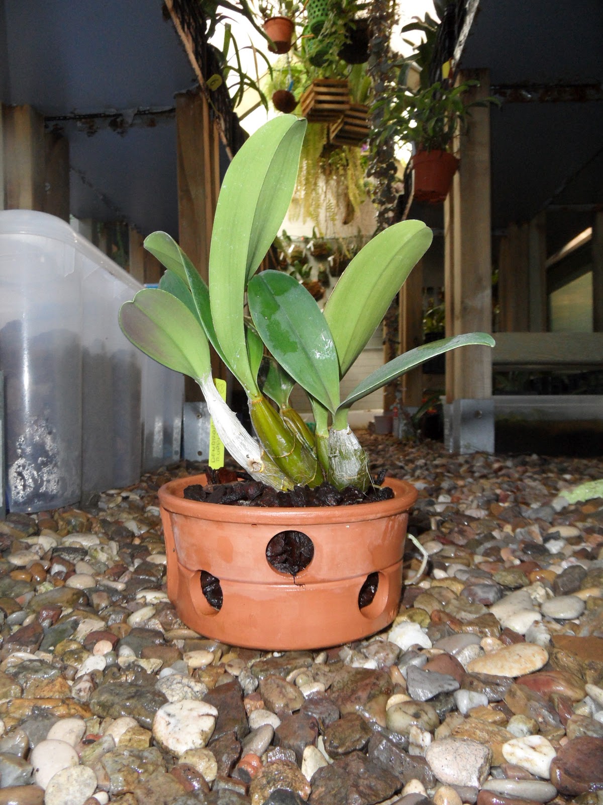 Mi Remanso De Paz Macetas para Orquídeas