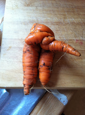 odd looking carrot from my veg patch!