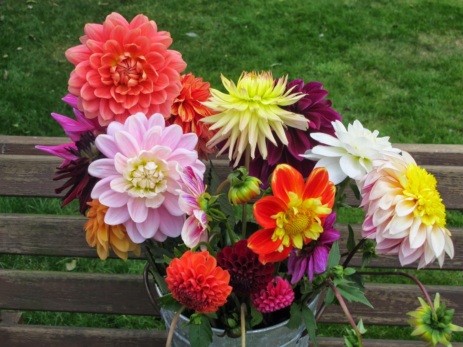 Flowers by Shamini Withypitts Dahlias The cut flowers