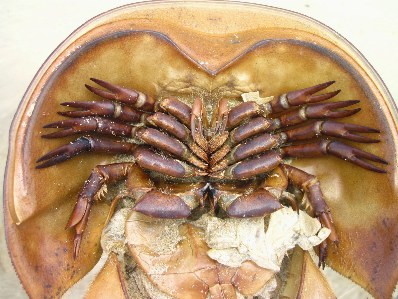 Nature on the Edge of New York City Why so Many "Dead" Horseshoe Crabs