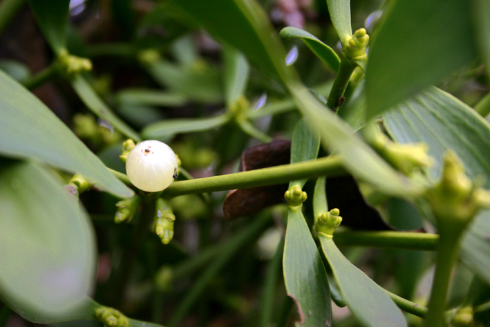 Renato PhotoBlog Il vischio.