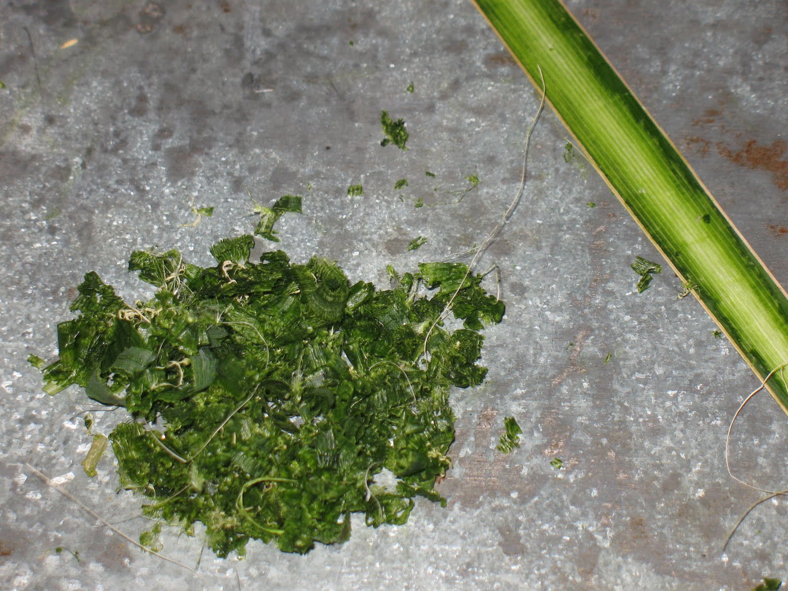 Sensible Survival Make Soap from Yucca Leaves