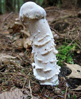 A penis mushroom