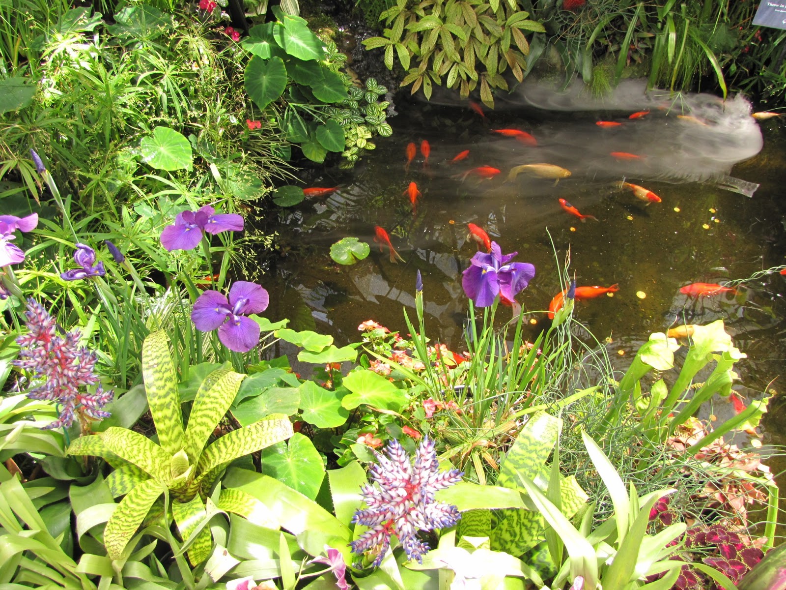 photographing New Zealand goldfish pond
