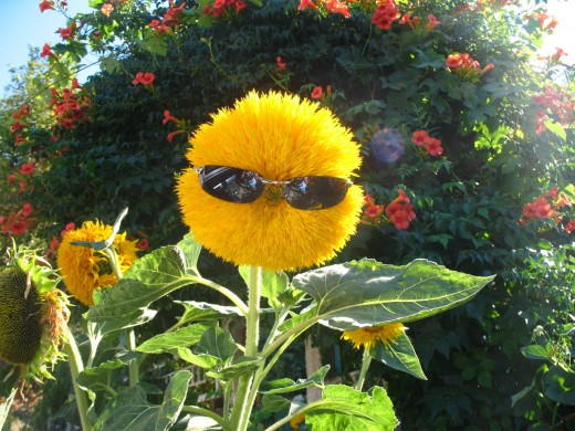 funny flowers : Free Funny photo