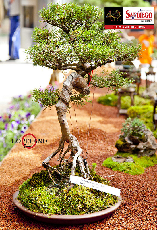 BONSAI COLOMBIA Expo Bonsai Medellin.