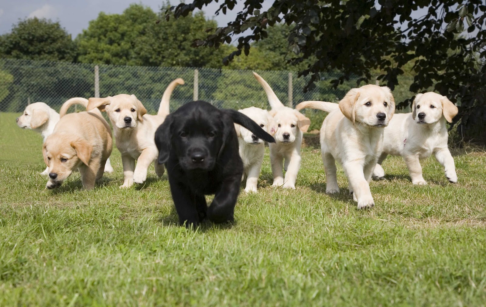 Dog Training Doreen Dog Training Doreen