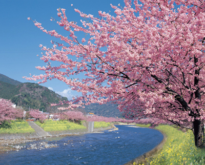 cherry tree blossoming. cherry tree blossoming. cherry