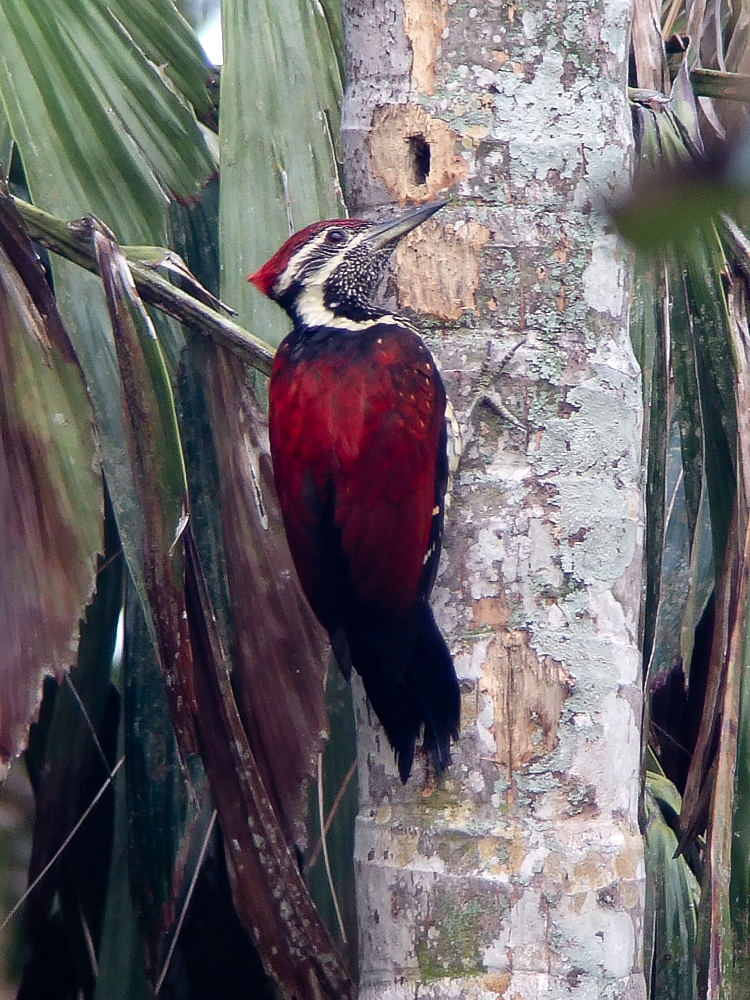 Red Backed Woodpecker