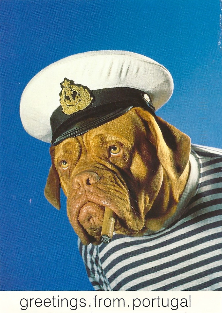 funny dogue de bordeaux