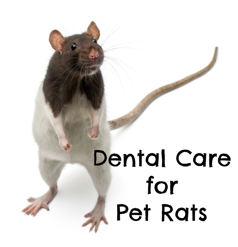what kind of teeth do rats have