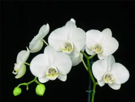 Kartini Desi Saputri The Moon Orchid