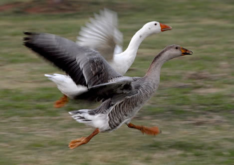 goose running geese two wildlife animal
