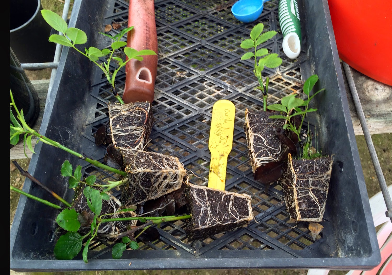 Rose Hybridizing Hardwood Rose Cuttings Experiment