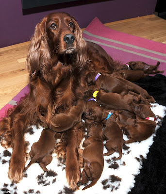 1 Σκυλίτσα γέννησε όχι 1, όχι 2 αλλά 15 κουταβάκια!   Δείτε φώτο