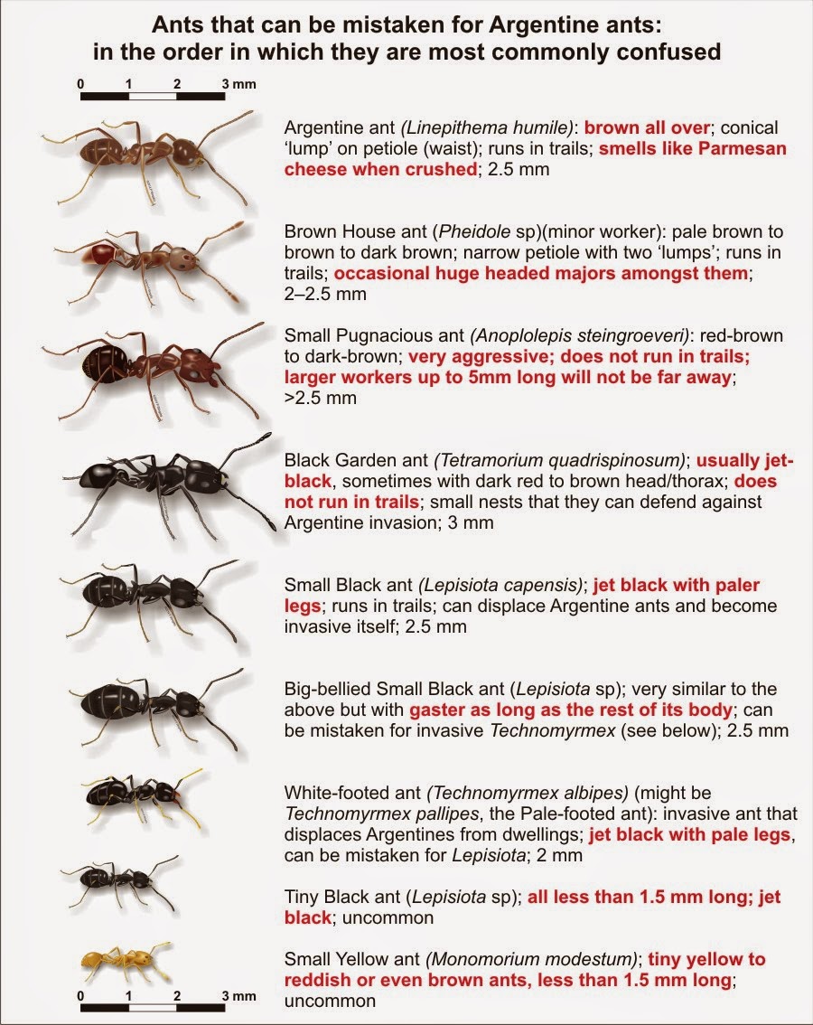 Ant Size Chart