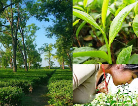 How to Start Your own Tea Garden Business