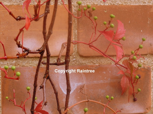 Virginia Creeper on brick wall