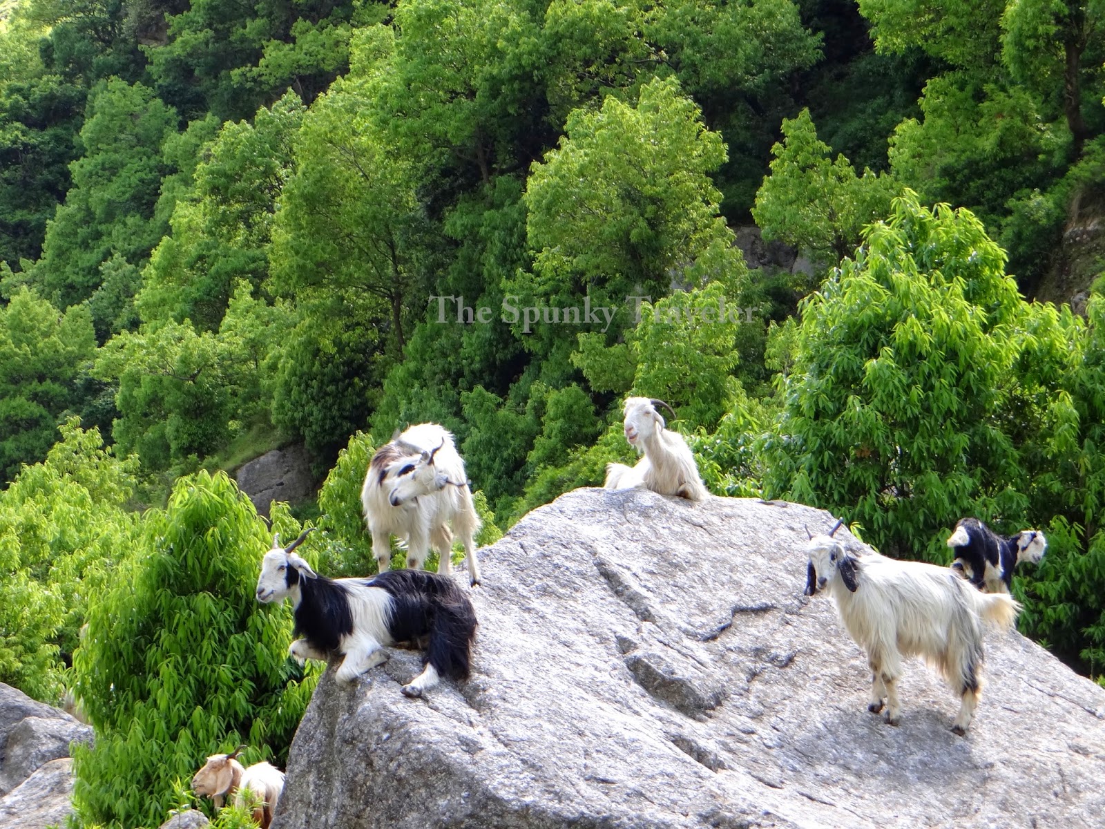Rural Travel Himachal