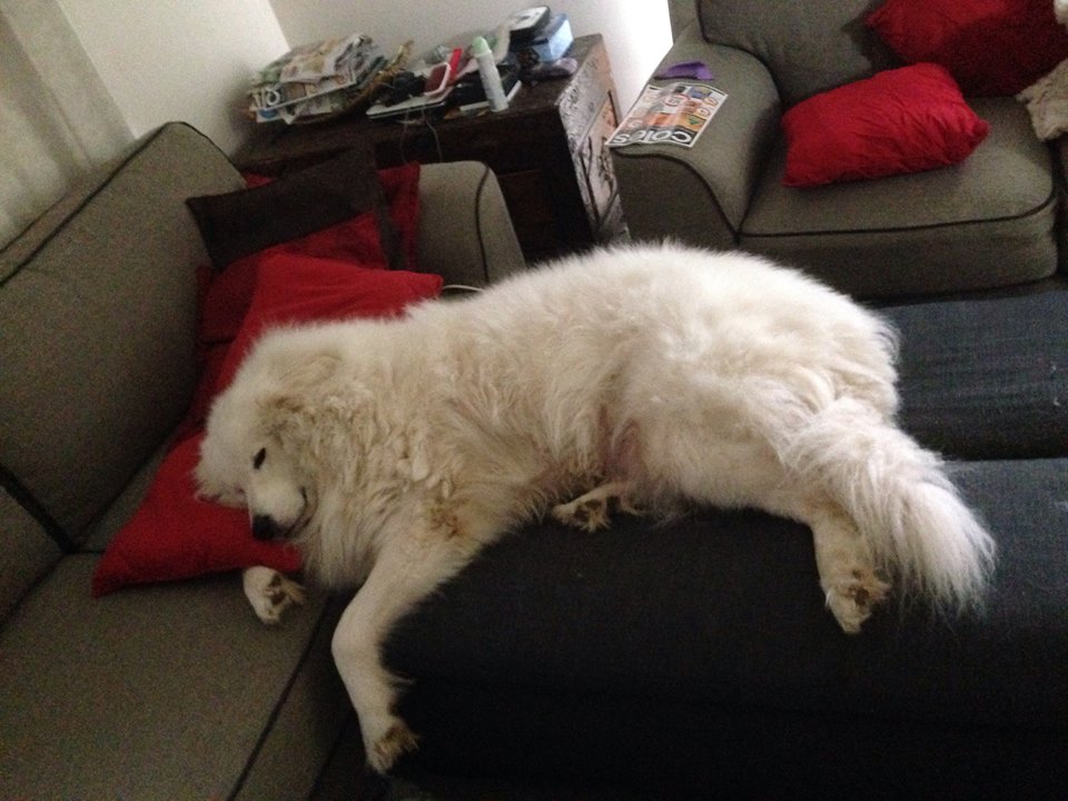 expedition homeschool learning about guardian dogs what is a maremma great pyrenees size comparison