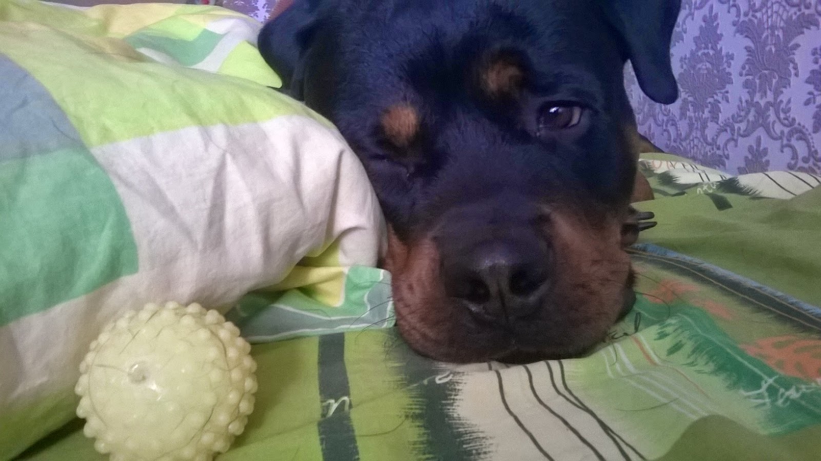Resultado de imagen para собака rottweiler спит в моей кровати