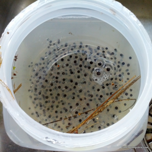 Taming the Goblin Kids Coop raising tadpoles