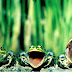 Filosofi Tiga Katak